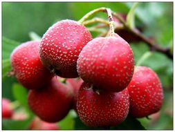 想要(yào)養肝可(kě)以吃(chī)酸味水(shuǐ)果